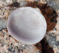 Glycymeris glycymeris