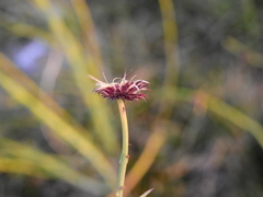 Baccharis juncea