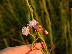 Baccharis juncea