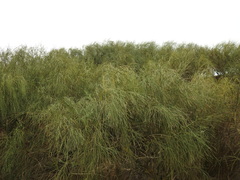 Retama monosperma