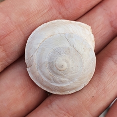 Sphincterochila otthiana