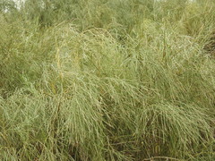 Retama monosperma