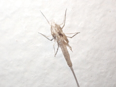 Insecta