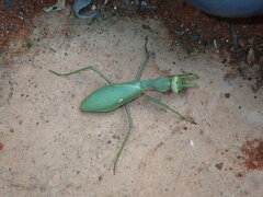 Sphodromantis