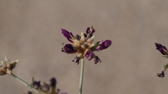 Psorothamnus emoryi emoryi