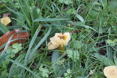 Hygrocybe ceracea