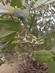 Laguncularia racemosa