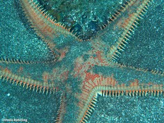 Astropecten aranciacus