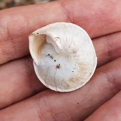 Sphincterochila otthiana