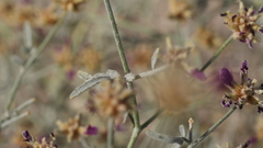 Psorothamnus emoryi emoryi