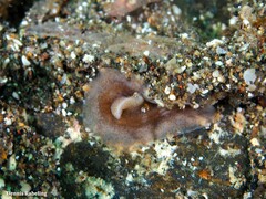 Enchiridium magec