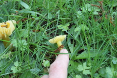 Hygrocybe ceracea