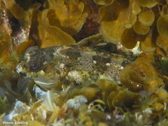 Lipophrys trigloides