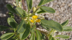 Cleomella obtusifolia