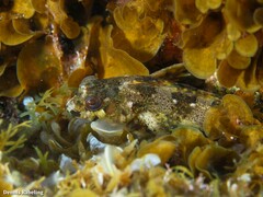 Lipophrys trigloides