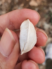 Sphincterochila otthiana