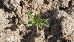 Cleomella obtusifolia