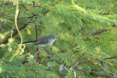 Polioptila nigriceps