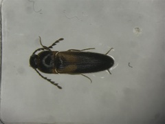 Ampedus areolatus