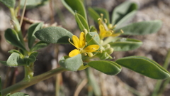 Cleomella obtusifolia