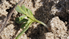 Cleomella obtusifolia