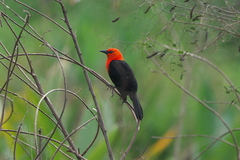 Amblyramphus holosericeus