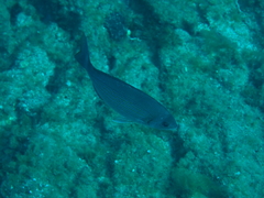 Spondyliosoma cantharus