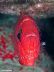 Heteropriacanthus fulgens