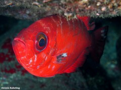 Heteropriacanthus fulgens