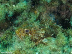 Scorpaena porcus