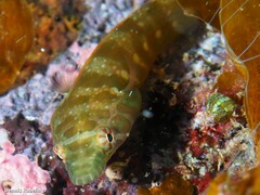 Lepadogaster candolii