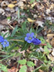 Gentiana saponaria
