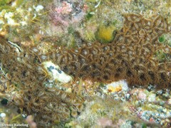 Palythoa grandiflora