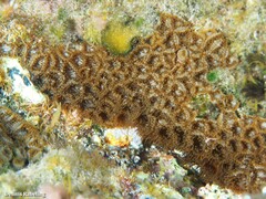 Palythoa grandiflora