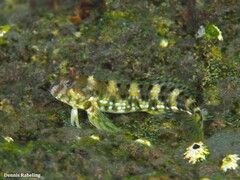 Coryphoblennius galerita