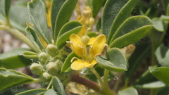 Cleomella obtusifolia