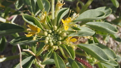 Cleomella obtusifolia