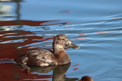 Oxyura ferruginea