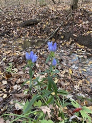 Gentiana saponaria