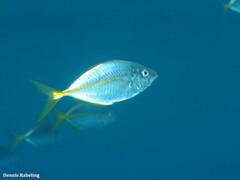 Pseudocaranx dentex