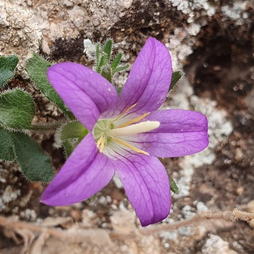 Campanula numidica (Campanula numidica)