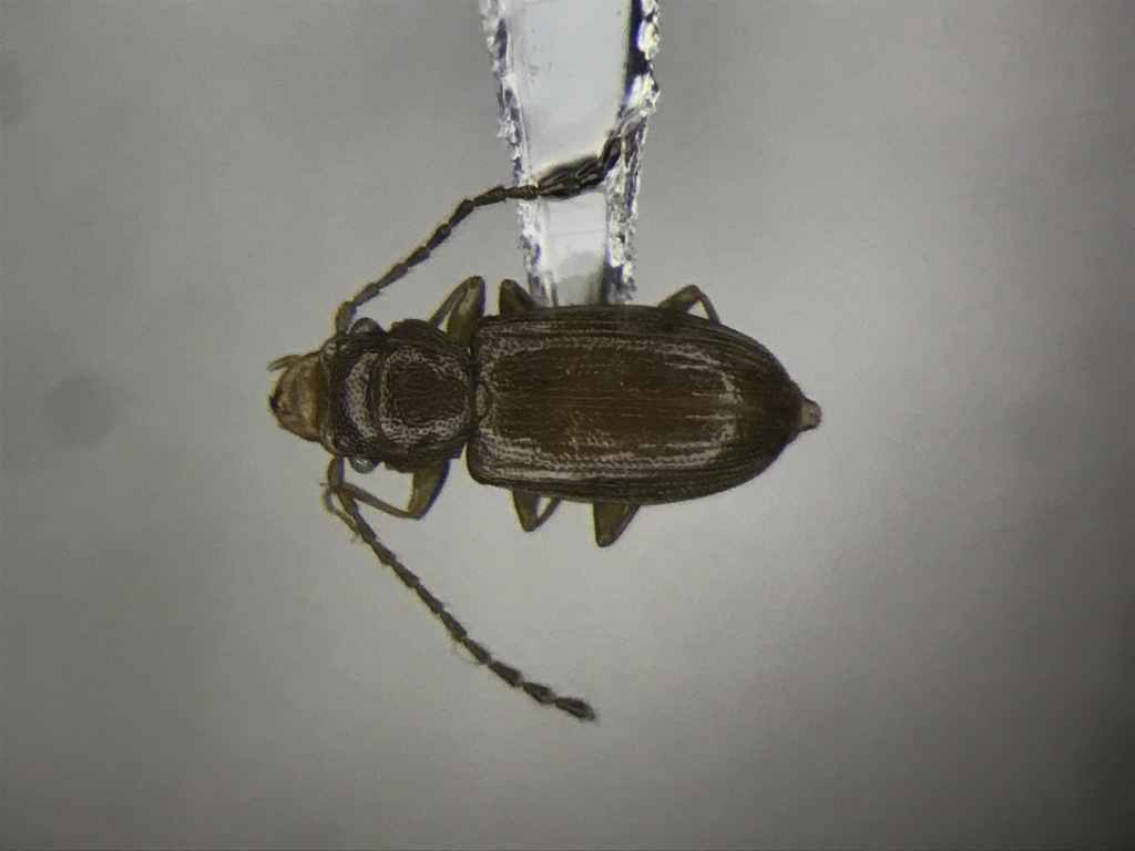 Charaphloeus convexulus