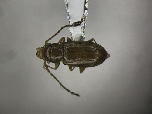 Convex Flat Bark Beetle