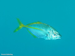 Pseudocaranx dentex