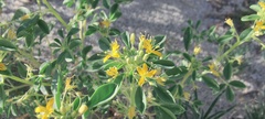 Cleomella obtusifolia