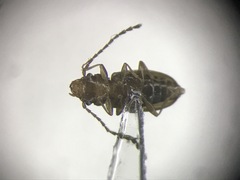 Charaphloeus convexulus