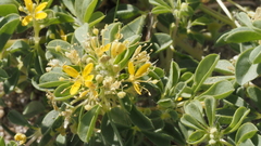 Cleomella obtusifolia