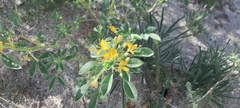 Cleomella obtusifolia