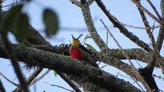 Melanerpes flavifrons