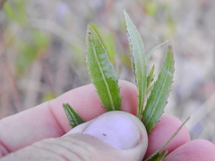 Tessaria dodonaeifolia